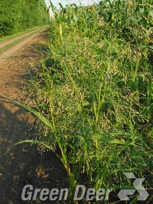 Просо сорное. - Panicum miliaceum subsp.ruderale (Kitag.)Tzvel.